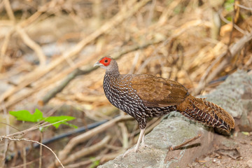 The female Kalij pheasant ( Lophura Leucomelanos)  bird