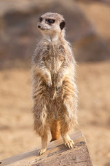 Fototapeta premium meerkat guard 6942
