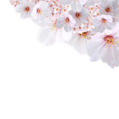 春向け　桜斜め配置