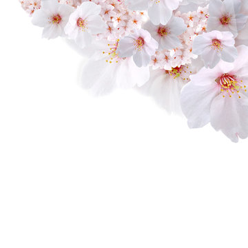 春向け　桜斜め配置