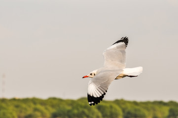 An image of a beautiful seagull in the bright sky