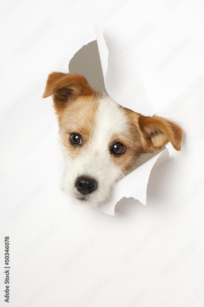 Poster Hund durchbricht Papier - Dog breaks through paper