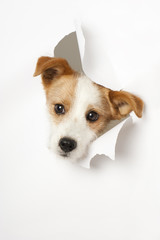 Hund durchbricht Papier - Dog breaks through paper