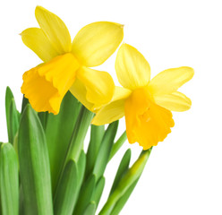 daffodils in green grass over white