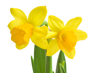 Naklejka na ściany i meble daffodils in green grass over white
