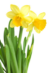 Fototapeta premium daffodils in green grass over white