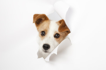 Hund durchbricht Papier - Dog breaks through paper