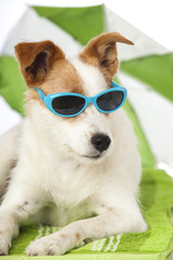 Hund mit Sonnenbrille - Dog with sunglasses