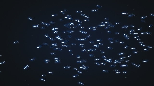 Lots of Male Sperm moving across the screen