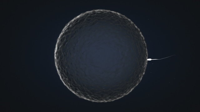 Single Sperm trying to get into a female egg