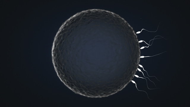 Sperm moving in to get inside of the female egg