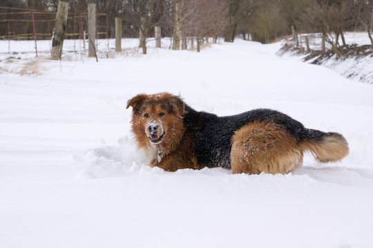 Sam im Schnee