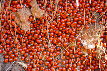 Seven-spot ladybirds (Coccinellidae, Coccinella septempunctata)