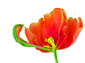 Vergänglichkeit: Verblühte, französische Tulpe