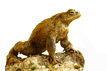 Kröte, Geburtshelferkröte