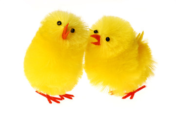 Two Easter Chicken communicating