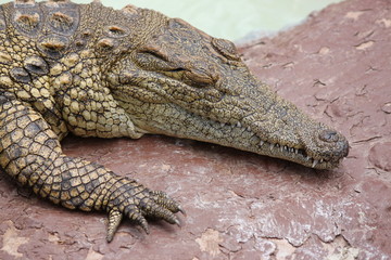Obraz premium Nile Crocodile