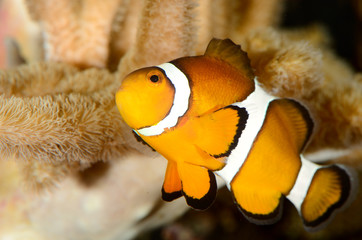 clownfish in marine aquarium