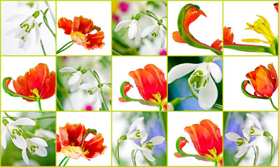 Frühling: Collage Tulpen und Schneeglöckchen