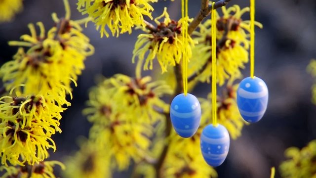Osterstrauch Hamamelis vid 08