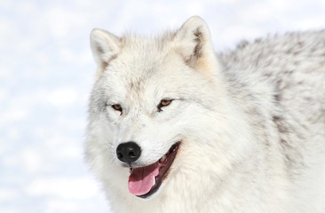 Obraz premium portrait de loup arctique