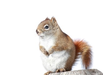 portrait d écureuil © karlumbriaco