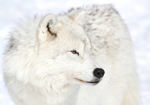 loup blanc en hiver