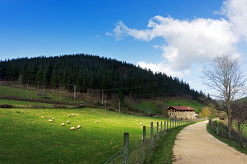 Fototapeta na wymiar Dom Basków z owiec i ścieżce