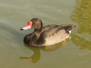 Rosybill Duck