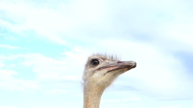 Ostrich - looking curious