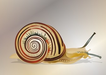 Schnecke