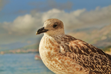 Möwe an der Küste