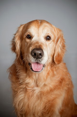 Golden retriever dog portrait