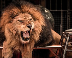 Close-up shot of  gorgeous roaring lion in circus arena