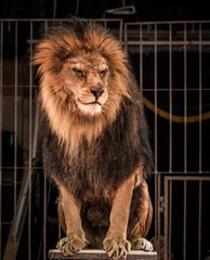 Fototapeta premium Wspaniały lew siedzący w klatce cyrkowej areny
