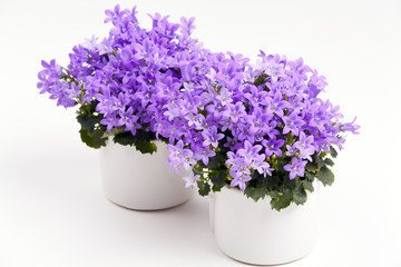 Glockenblumen