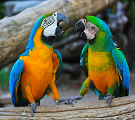 Obraz premium Colorful macaws
