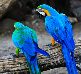 Colorful macaws