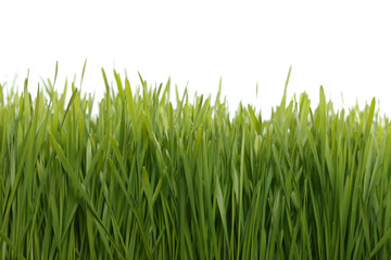 Fototapeta na wymiar Green wheat field