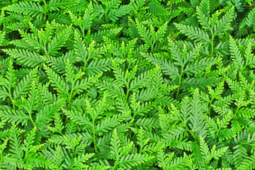 Fern leaves