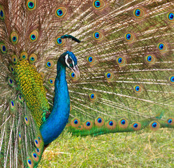 Obraz premium Peacock