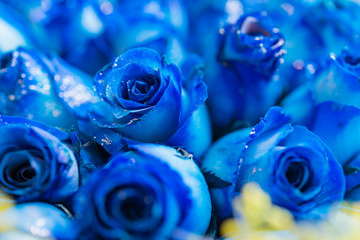 blue rose