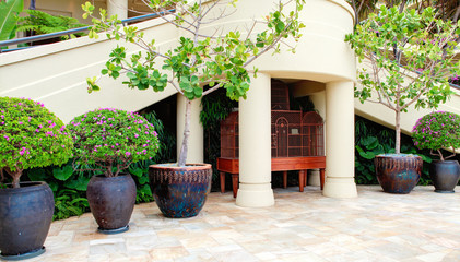 Tropical trees in luxury resort court yard.