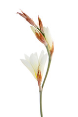Fototapeta na wymiar White freesia flowers