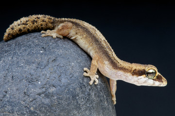 Pygmy Panther Gecko / Paroedura androyensis