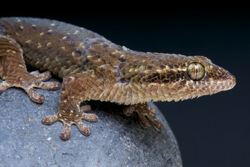 Fish scaled gecko / Geckolepis maculata