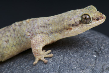 Dwarf Fish scaled gecko / Geckolepis petiti