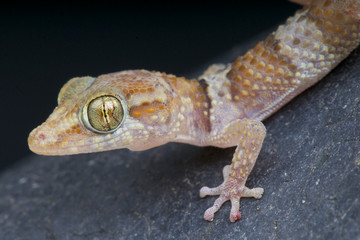 Madagascar Ground Gecko / Paroedura bastardi