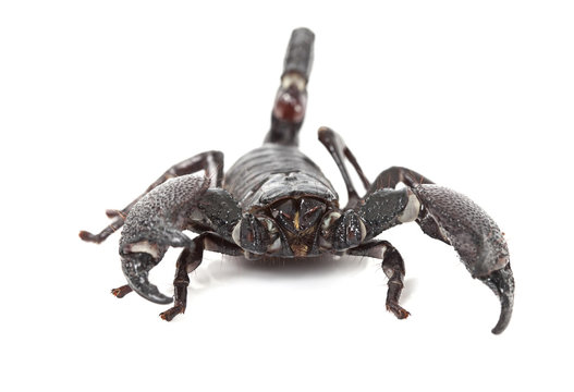 Front view of Emperor Scorpion
