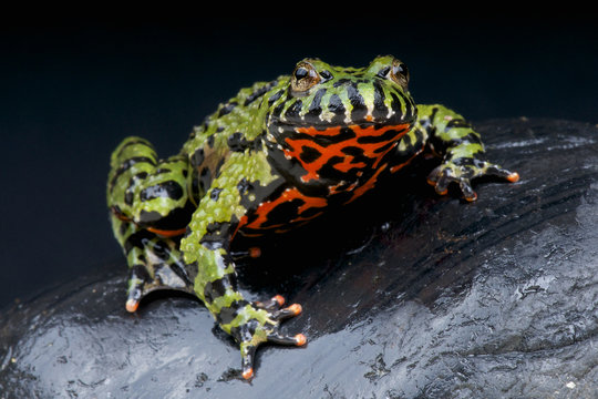 Fire-bellied toad / Bombina orientales
